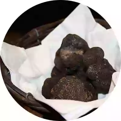 L'histoire de la Truffe - Terres de Truffes - Restaurant Nice - Restaurant Plage Nice